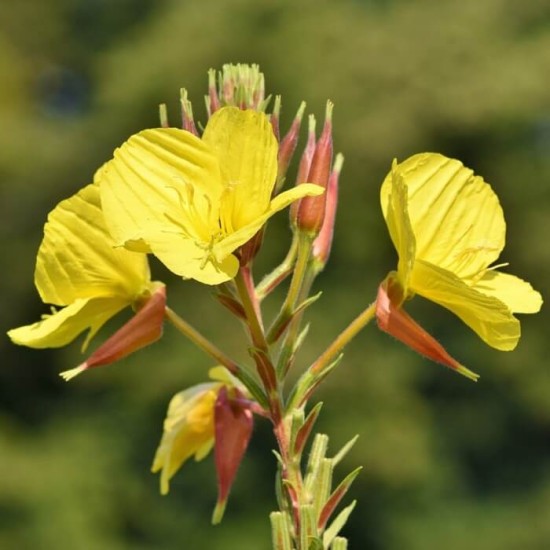 Naktssveces eļļa (Oenothera Biennis) - 50 ml