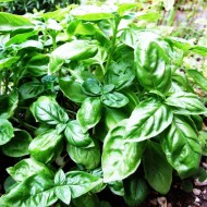 Sweet Basil (Ocimum Basilicum) Essential Oil 10ml Sweet Basil (Ocimum Basilicum) Essential Oil 10ml