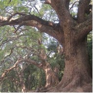 Ho Wood ēteriskā eļļa (Cinnamonom Camphora var. Glavescens) - 10ml