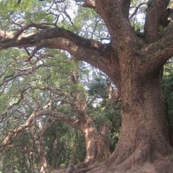 Ho Wood ēteriskā eļļa (Cinnamonom Camphora var. Glavescens) - 10ml