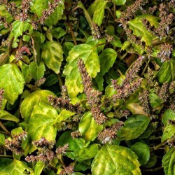 Pačūlijas ēteriskā eļļa (Pogostemon Cablin) - 10ml Pačūlijas ēteriskā eļļa (Pogostemon Cablin) - 10ml