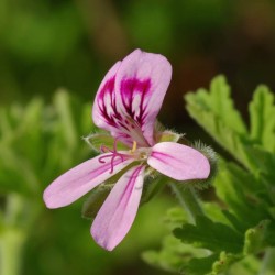 Rožu ģerānijas ēteriskā eļļa (Pelargonium Graveolens) - 10ml Rožu ģerānijas ēteriskā eļļa (Pelargonium Graveolens) - 10ml