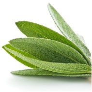 Ārstieciskās Salvijas ēteriskā eļļa (Salvia Officinalis) - 10ml Ārstieciskās Salvijas ēteriskā eļļa (Salvia Officinalis) - 10ml