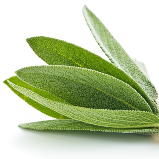 Sage Essential Oil (Salvia Officinalis) - 10ml
