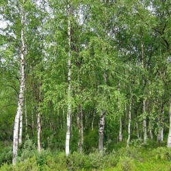 Bērzs ēteriskā eļļa (Betula Pendula) - 10ml Bērzs ēteriskā eļļa (Betula Pendula) - 10ml