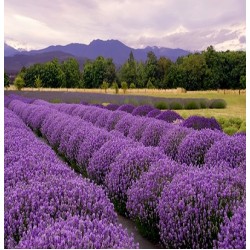 Bulgāru Lavanda ēteriskā eļļa (Lavandula Angustifolia) -10ml Bulgāru Lavanda ēteriskā eļļa (Lavandula Angustifolia) -10ml