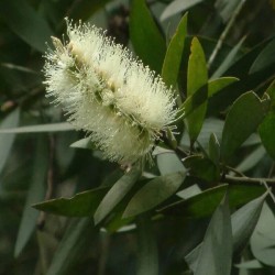 Kadžeputa ēteriskā eļļa (Melaleuca Cajaputi) - 10ml Kadžeputa ēteriskā eļļa (Melaleuca Cajaputi) - 10ml