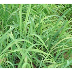 Citronzāles ēteriskā eļļa (Cymbopogon Citratus) - 10ml Citronzāles ēteriskā eļļa (Cymbopogon Citratus) - 10ml