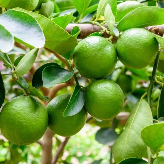 Lime Essential Oil (Citrus Aurantifolia) - 10ml