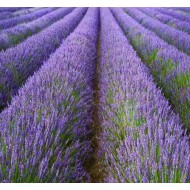 Angļu Lavanda ēteriskā eļļa (Lavandula Angustifolia) - 10ml Angļu Lavanda ēteriskā eļļa (Lavandula Angustifolia) - 10ml