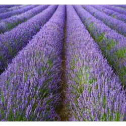 Angļu Lavanda ēteriskā eļļa (Lavandula Angustifolia) - 10ml Angļu Lavanda ēteriskā eļļa (Lavandula Angustifolia) - 10ml