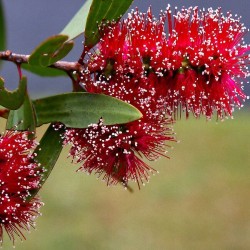 Эфирное масло Ниаули (Melaleueca Viridiflora) - 10мл Эфирное масло Ниаули (Melaleueca Viridiflora) - 10мл