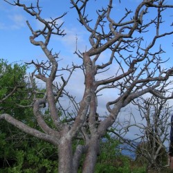 Palo Santo ēteriskā eļļa (Bursera Graveolens) - 5ml Palo Santo ēteriskā eļļa (Bursera Graveolens) - 5ml