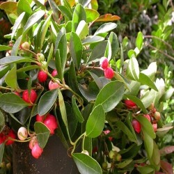 Эфирное масло WINTERGREEN (Gaultheria Procumbens)  - 10мл Эфирное масло WINTERGREEN (Gaultheria Procumbens)  - 10мл