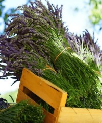 Aromaterapija un ezotērika Aromaterapija un ezotērika