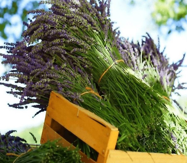 Aromaterapija un ezotērika Aromaterapija un ezotērika