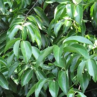 Kanēļa ēteriskā eļļa (Cinnamomum (Ceylon) Zeylanicum) 10ml Kanēļa ēteriskā eļļa (Cinnamomum (Ceylon) Zeylanicum) 10ml