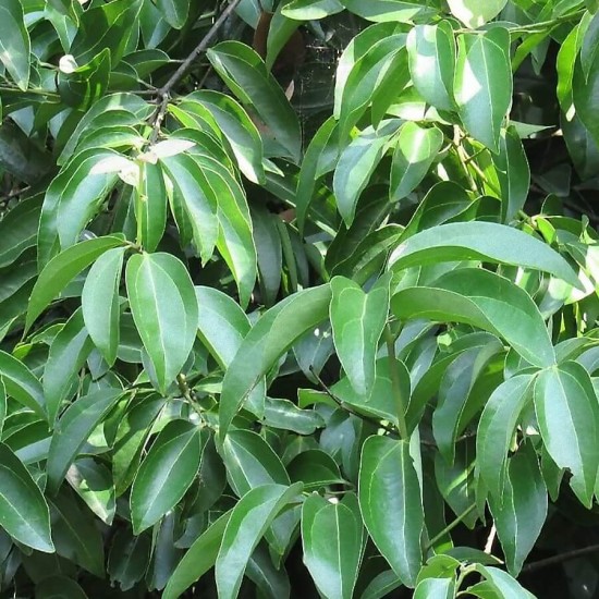 Kanēļa ēteriskā eļļa (Cinnamomum (Ceylon) Zeylanicum) 10ml