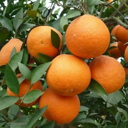 Apelsīna ēteriskā eļļa (Citrus sinensis) - 10ml Apelsīna ēteriskā eļļa (Citrus sinensis) - 10ml