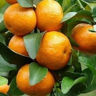 Эфирное масло Мандарина (Citrus Reticulata) - 10мл Эфирное масло Мандарина (Citrus Reticulata) - 10мл