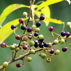 Lezvejas (May Chang) ēteriskā eļļa (Litsea Cubeba) - 10ml Lezvejas (May Chang) ēteriskā eļļa (Litsea Cubeba) - 10ml