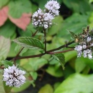 Эфирное масло Мяты (Mentha Piperita) - 10мл Эфирное масло Мяты (Mentha Piperita) - 10мл