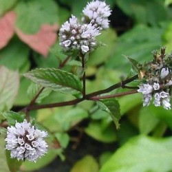 Piparmētras ēteriskā eļļa (Mentha Piperita) - 10ml Piparmētras ēteriskā eļļa (Mentha Piperita) - 10ml