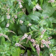 Spearmint essential oil (Mentha Spicata) 10ml Spearmint essential oil (Mentha Spicata) 10ml