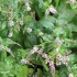 Krūzmētras ēteriskā eļļa (Mentha Spicata) 10ml