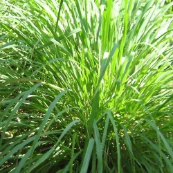 Citronellas ēteriskā eļļa (Cymbopogon Nardus) - 10ml Citronellas ēteriskā eļļa (Cymbopogon Nardus) - 10ml