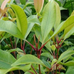 Clove leaf Essential Oil (Eugenia Caryophyllata) - 10ml Clove leaf Essential Oil (Eugenia Caryophyllata) - 10ml