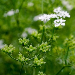 Koriandra ēteriskā eļļa (Coriandrum Sativum) - 10ml Koriandra ēteriskā eļļa (Coriandrum Sativum) - 10ml
