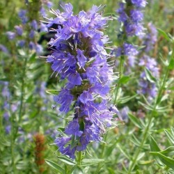 Izopa ēteriskā eļļa (Hyssopus Officinalis) - 10ml Izopa ēteriskā eļļa (Hyssopus Officinalis) - 10ml