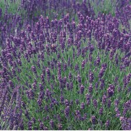 Lavender essential oil (Lavandula Angustifolia) - 10ml Lavender essential oil (Lavandula Angustifolia) - 10ml