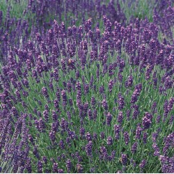 Lavandas ēteriskā eļļa (Lavandula Angustifolia) - 10ml Lavandas ēteriskā eļļa (Lavandula Angustifolia) - 10ml