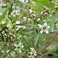 Citrona tējas koka ēteriskā eļļa (Leptospermum Petersonii) - 10ml Citrona tējas koka ēteriskā eļļa (Leptospermum Petersonii) - 10ml