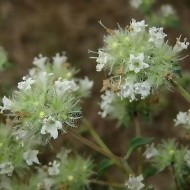 Эфирное масло дикого Майорана (Thymus Mastichina) - 10мл Эфирное масло дикого Майорана (Thymus Mastichina) - 10мл