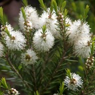 Эфирное масло Чайного дерева (Melaleuca Alternifolia) - 10мл Эфирное масло Чайного дерева (Melaleuca Alternifolia) - 10мл