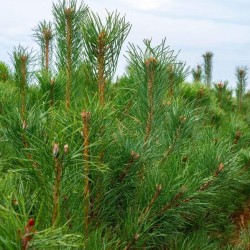 Priedes ēteriskā eļļa (Pinus Sylvestris) - 10ml Priedes ēteriskā eļļa (Pinus Sylvestris) - 10ml