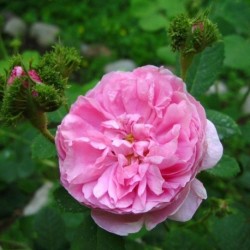 Rozes ēteriskā eļļa (Rosa Centifolia) 5% vīnogu kauliņu eļļā - 10ml Rozes ēteriskā eļļa (Rosa Centifolia) 5% vīnogu kauliņu eļļā - 10ml