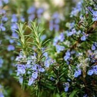 Ārstnieciskā Rozmarīna ēteriskā eļļa (Rosmarinus Officinalis) - 10ml Ārstnieciskā Rozmarīna ēteriskā eļļa (Rosmarinus Officinalis) - 10ml