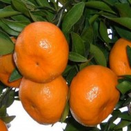 Tangerine Essential Oil (Citrus Reticulata) - 10ml Tangerine Essential Oil (Citrus Reticulata) - 10ml