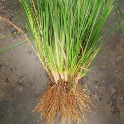 Vetivērija ēteriskā eļļa (Vetiveria Zizanioides) 10ml Vetivērija ēteriskā eļļa (Vetiveria Zizanioides) 10ml